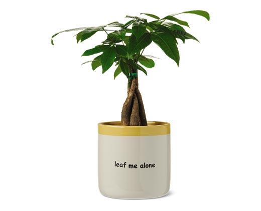 Belavi
6" Decorative Planter