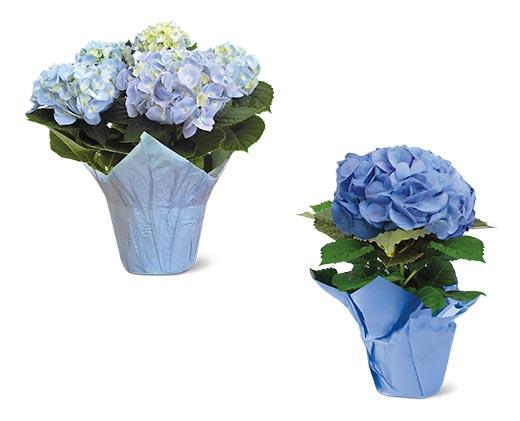 6" Azalea or Hydrangea Assorted Colors