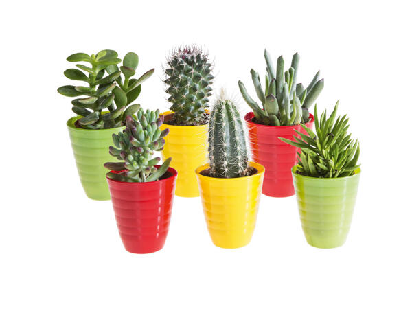 Mini Cactus