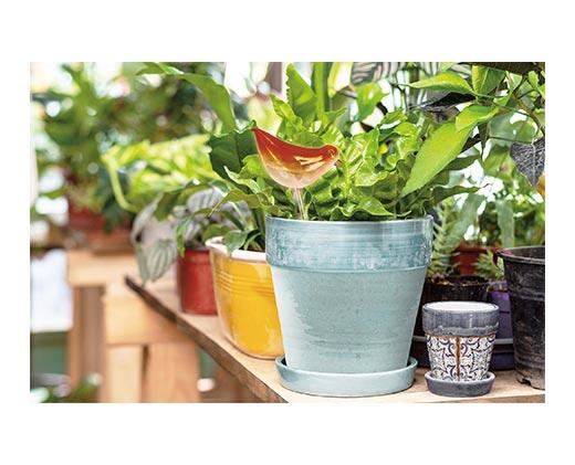 Belavi Self Watering Globes