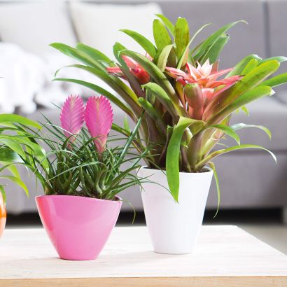 Bromelia