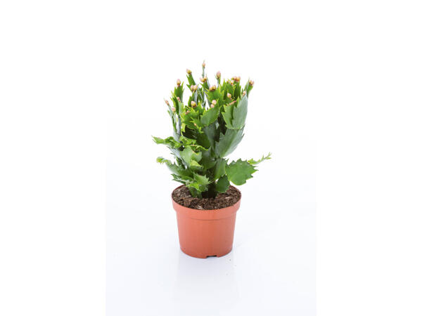 Cactus de Noël