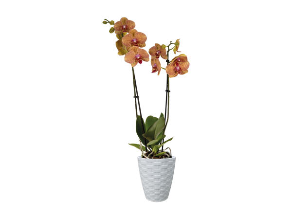 Phalaenopsis