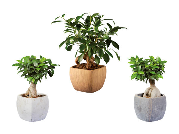 Ficus ginseng dans un pot en céramique carré
