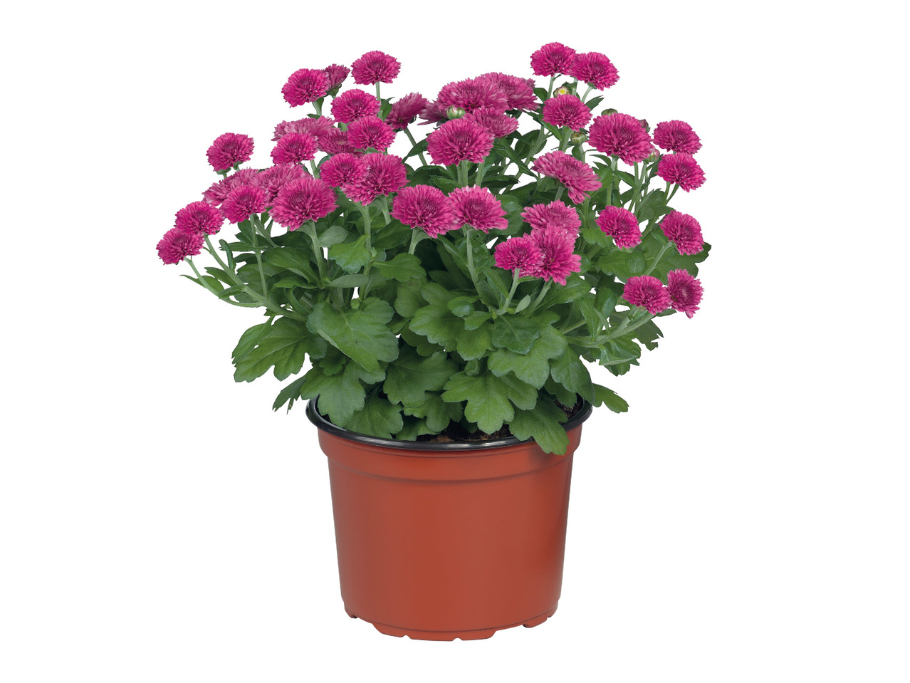 Chrysanthemum1
