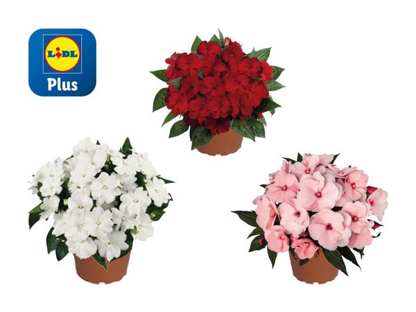 Impatiens