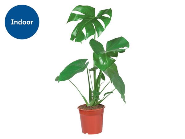 Houseplants