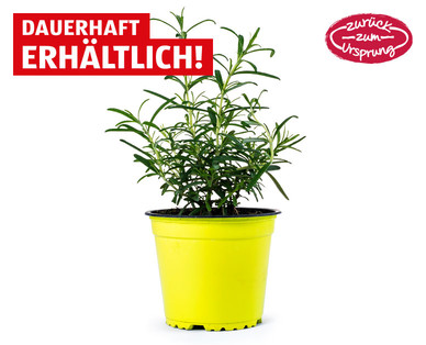 ZURÜCK ZUM URSPRUNG Österreichische Bio-Kräuter