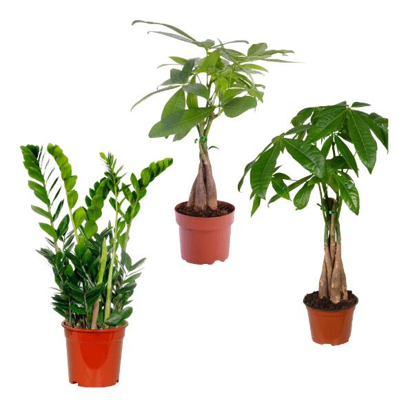 Zamioculcas ou pachira