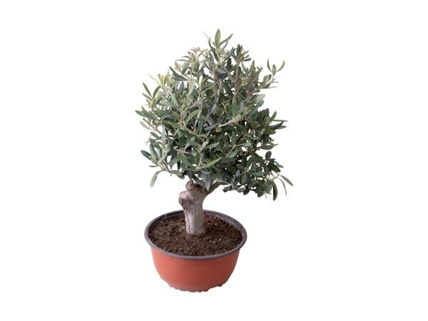 Olive Tree in Pot