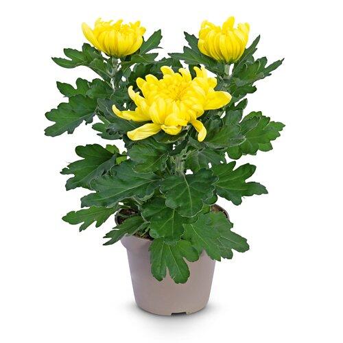 Chrysanthemen 3-Baller