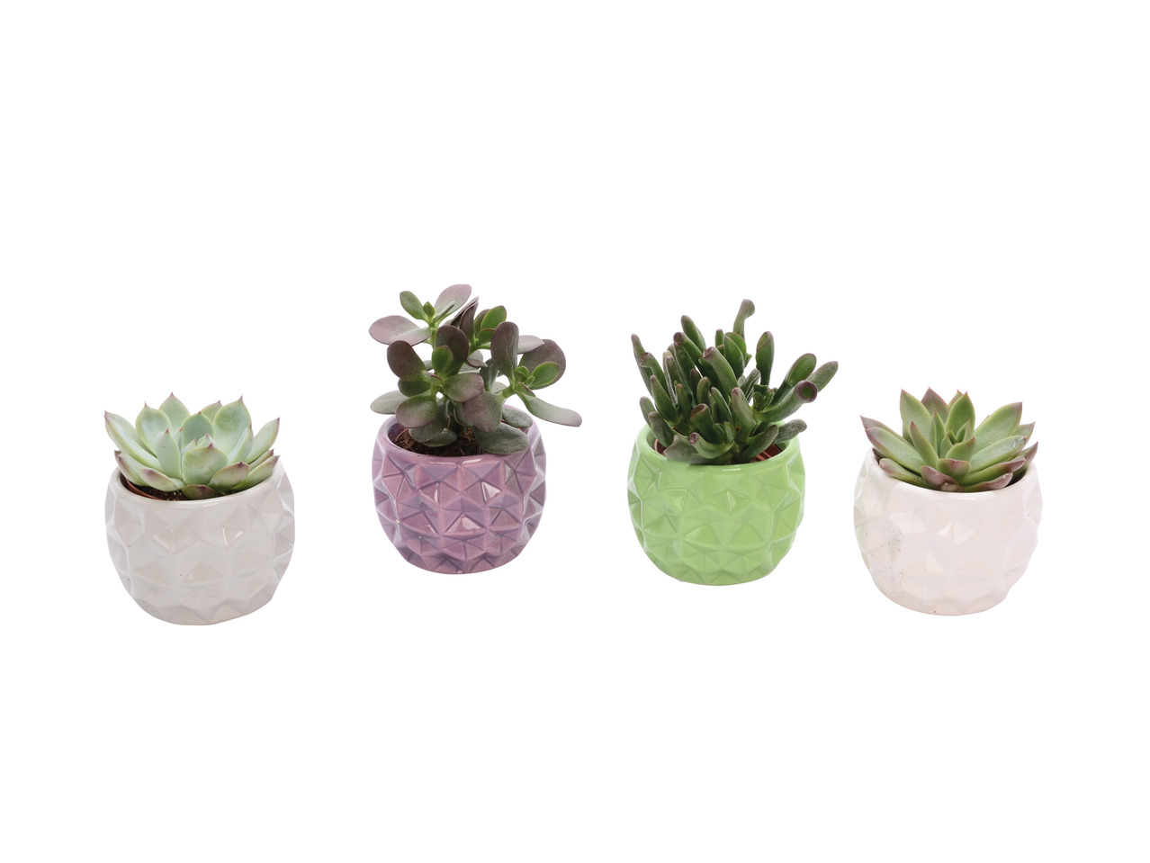 Succulent in Geometric Planter1