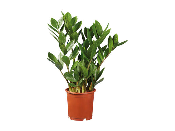 Zamioculcas
