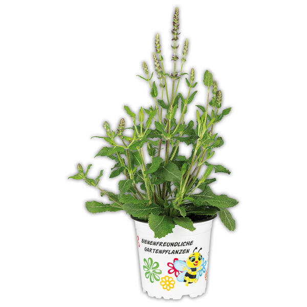 Bienenfreundliche Gartenpflanze