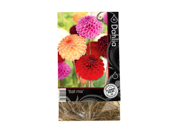 Efterårsblomsterløg premium