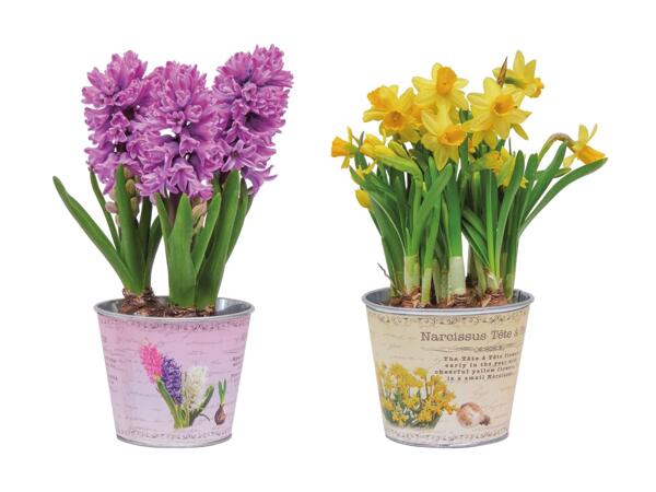 Blomstrende løgplanter i zinkskjuler