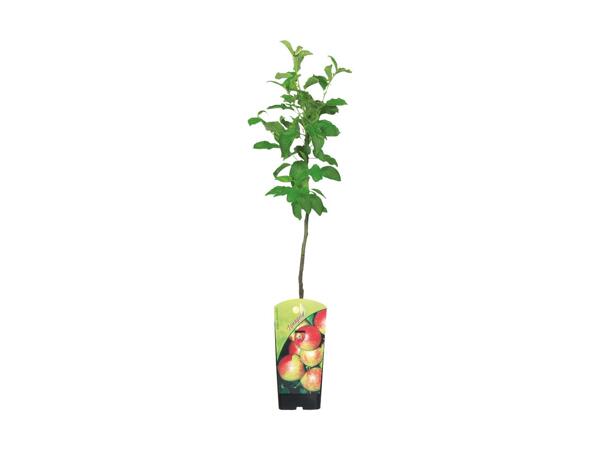 Frugttræ