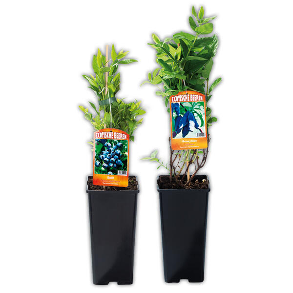 Exotisches Beerenobst