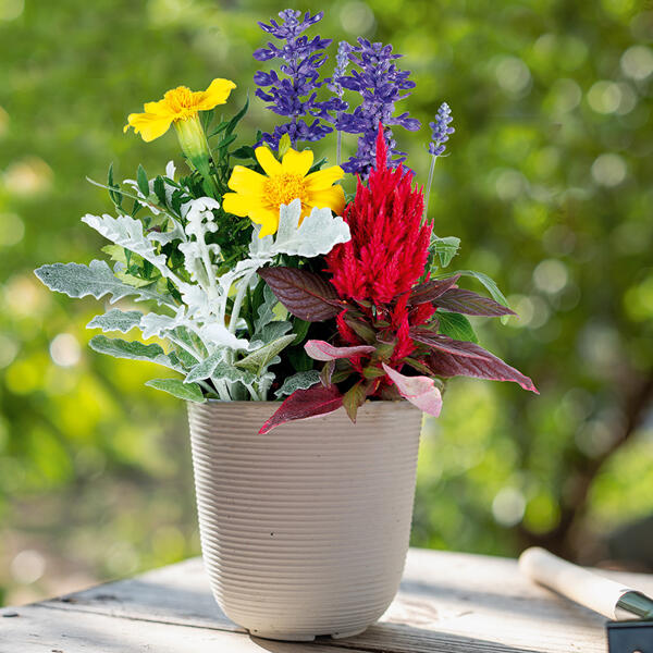 Sommertraum Quattros-Mix