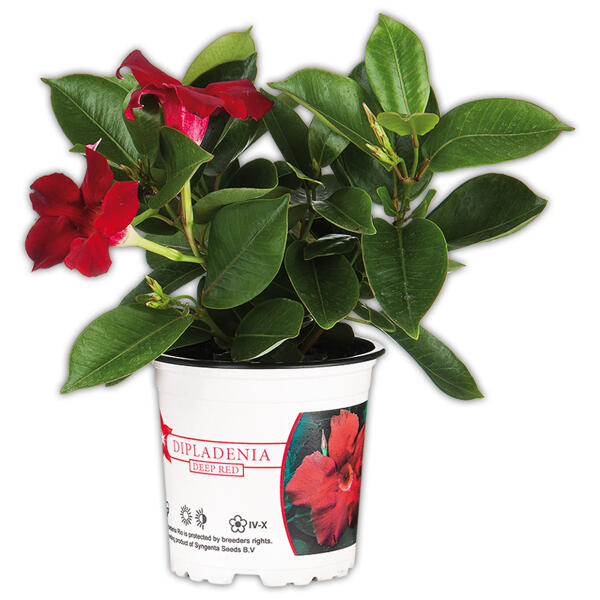 Dipladenia