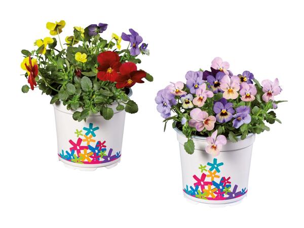 Viole di colori misti