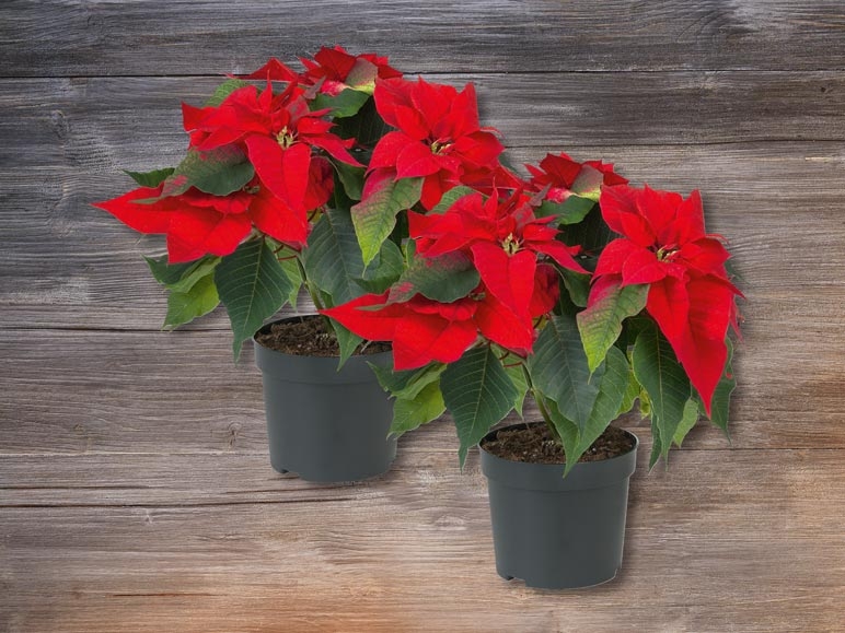 Poinsettia à plusieurs tiges (dès 26.11.)