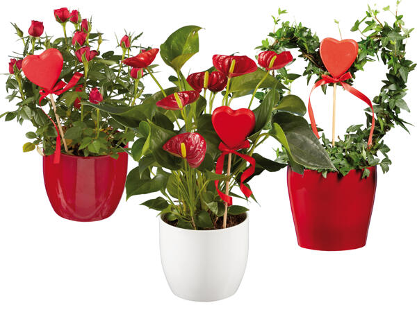 Anthurium, Stammrose oder Hederaherz