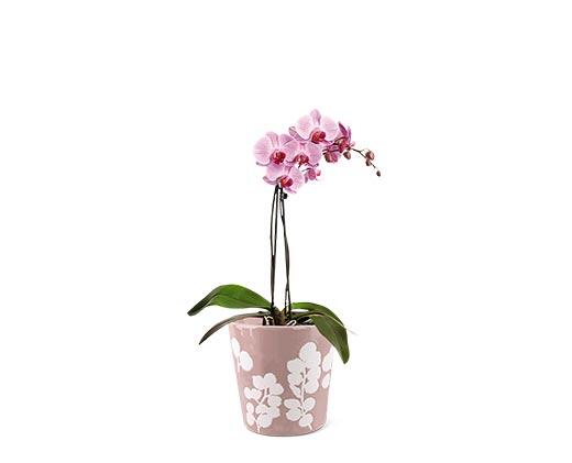 5" Easy Orchid Assorted Colors