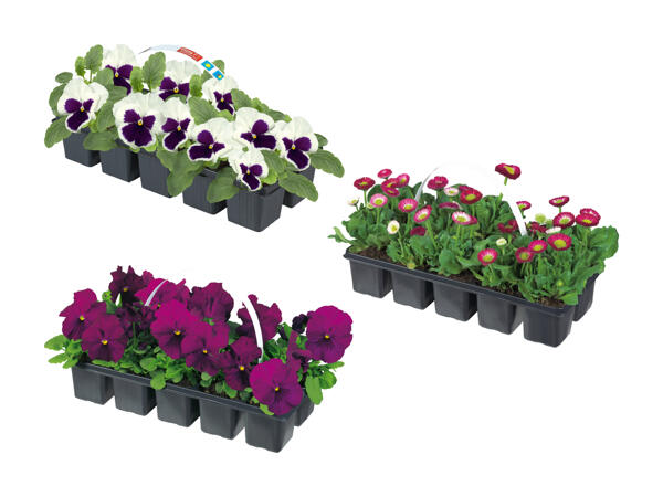 Fleurs printanières
