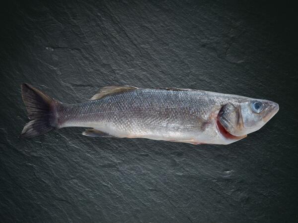 Branzino bio