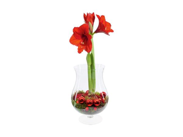 Amaryllis i glas eller kurv