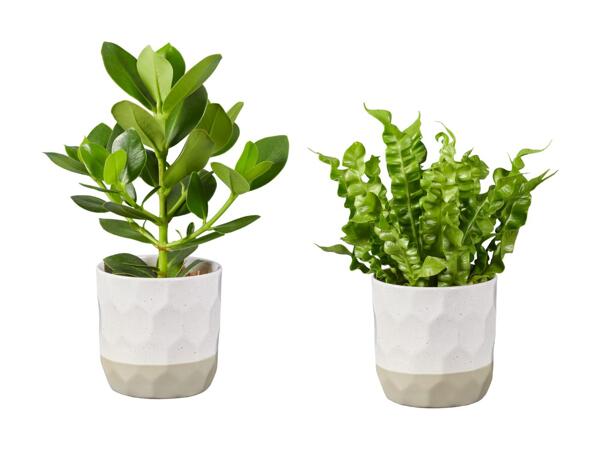 Grøn plante i keramik