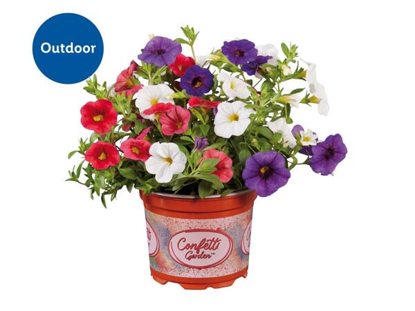 Confetti Garden Plants