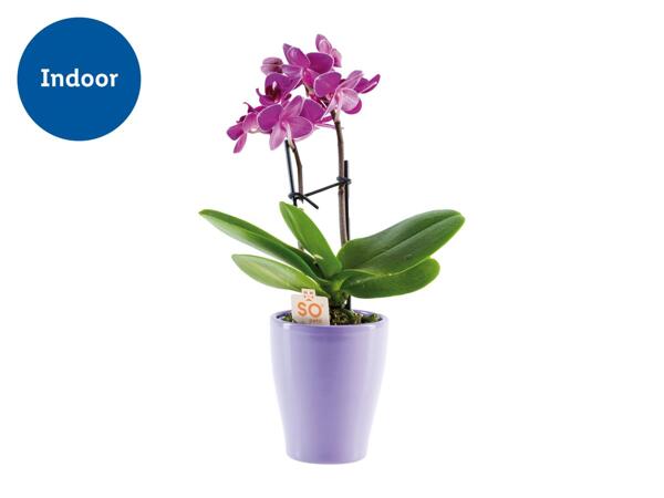 Mini Orchid in Ceramic Pot