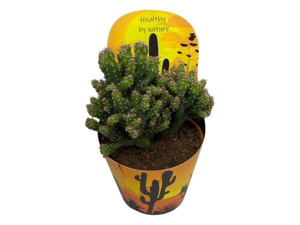Cactus