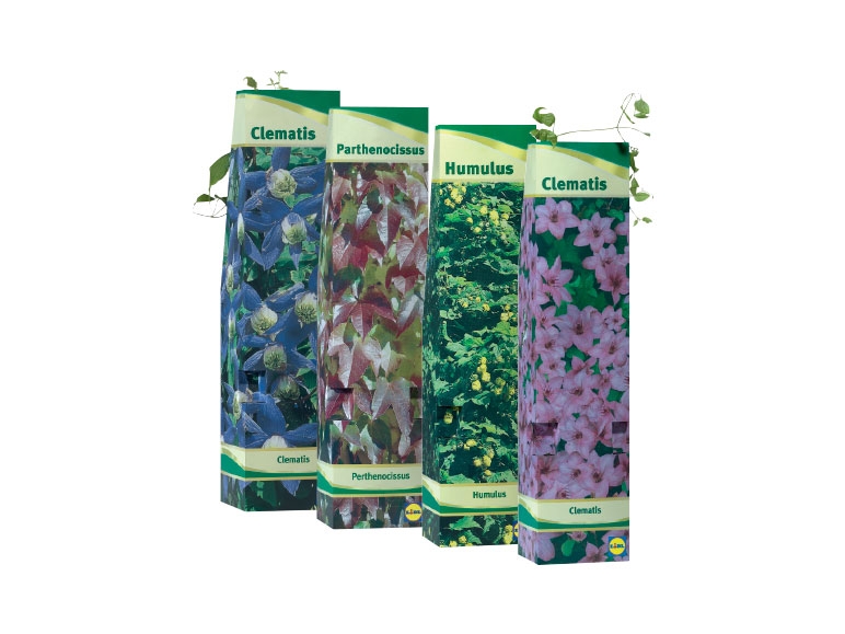 Klim- en slingerplanten