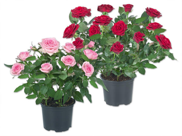 Topfrose