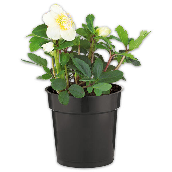 Christrose
