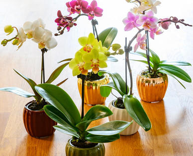 Mini-Orchidee