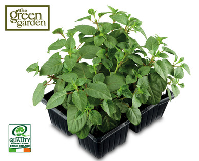 Irish Grown Fuchsia