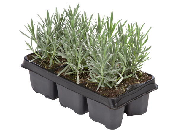 Lavendel, 6er Tray