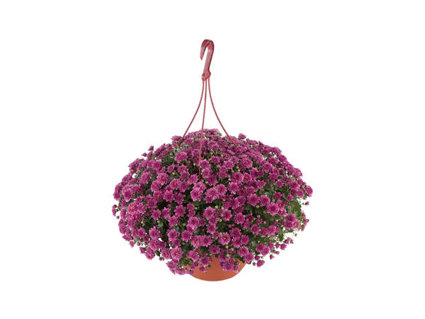 Chrysanthemum in Hanging Basket