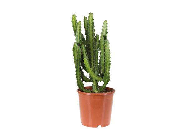 Giant Cactus Mix