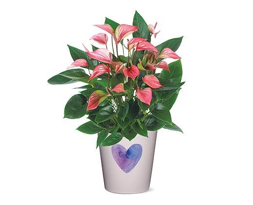 5" Anthurium