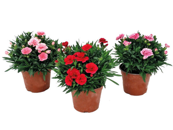 Carnation