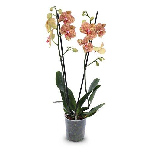 Orchidee