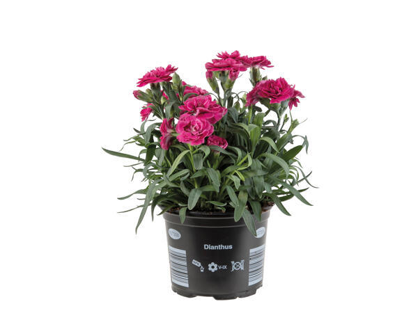 Dianthus