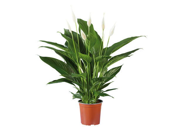 Spathiphyllum