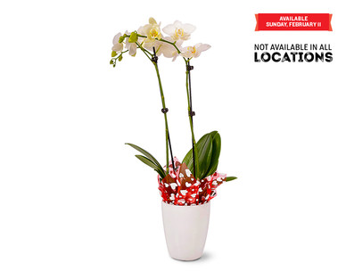 5" Easy Orchid