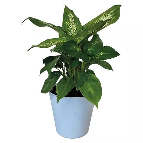 4" Assorted Foliage